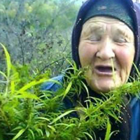 В Харькове старушка выращивала плантацию конопли